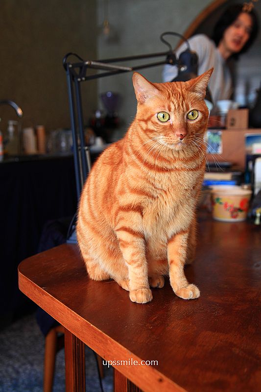 土城咖啡【蕪咖啡】土城自家烘焙咖啡廳，日式禪風木質調貓咪深夜咖啡廳