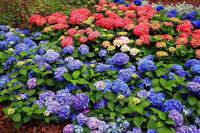 路易莎大安森林公園店【北捷咖啡大安森林店】路易莎森林系玻璃屋不限時咖啡廳