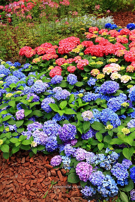 路易莎大安森林公園店【北捷咖啡大安森林店】路易莎森林系玻璃屋不限時咖啡廳