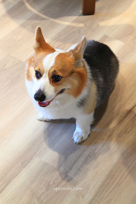 桃園咖啡廳【ふふや FuFuya】桃園八德寵物友善韓系咖啡廳，必吃桃園甜點戚風蛋糕