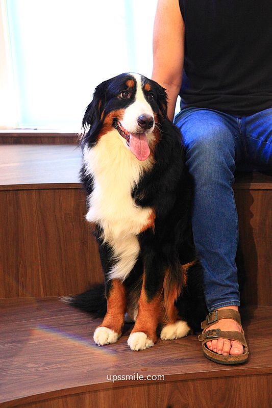 捷運信義安和站咖啡廳【Fur Sure Caf’e】台北寵物友善文昌街咖啡廳，必吃甜點狗狗造型蛋糕